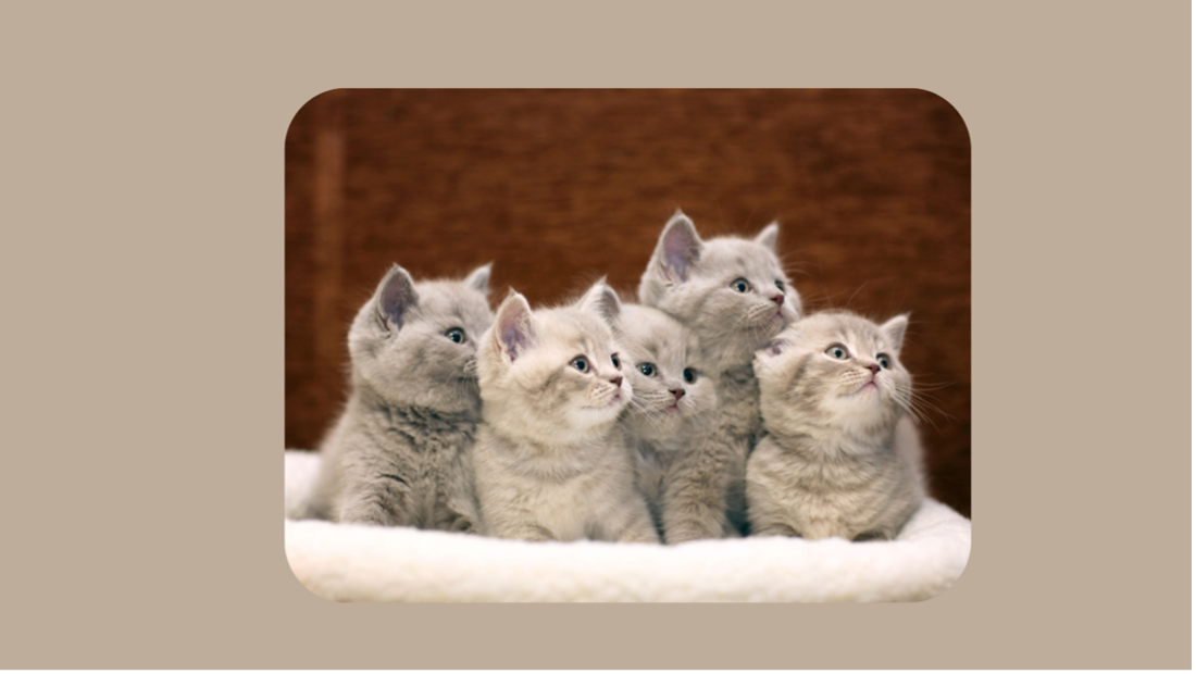 online instructor teaching cat stress management on a laptop screen