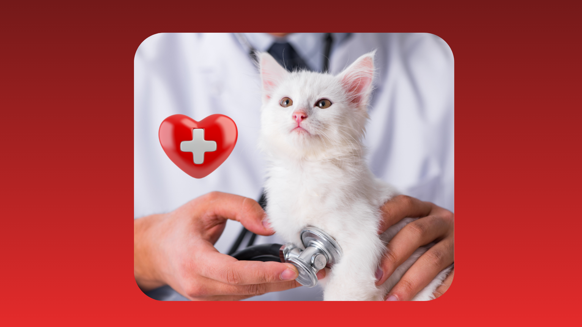 comprehensive cat first aid and care course materials