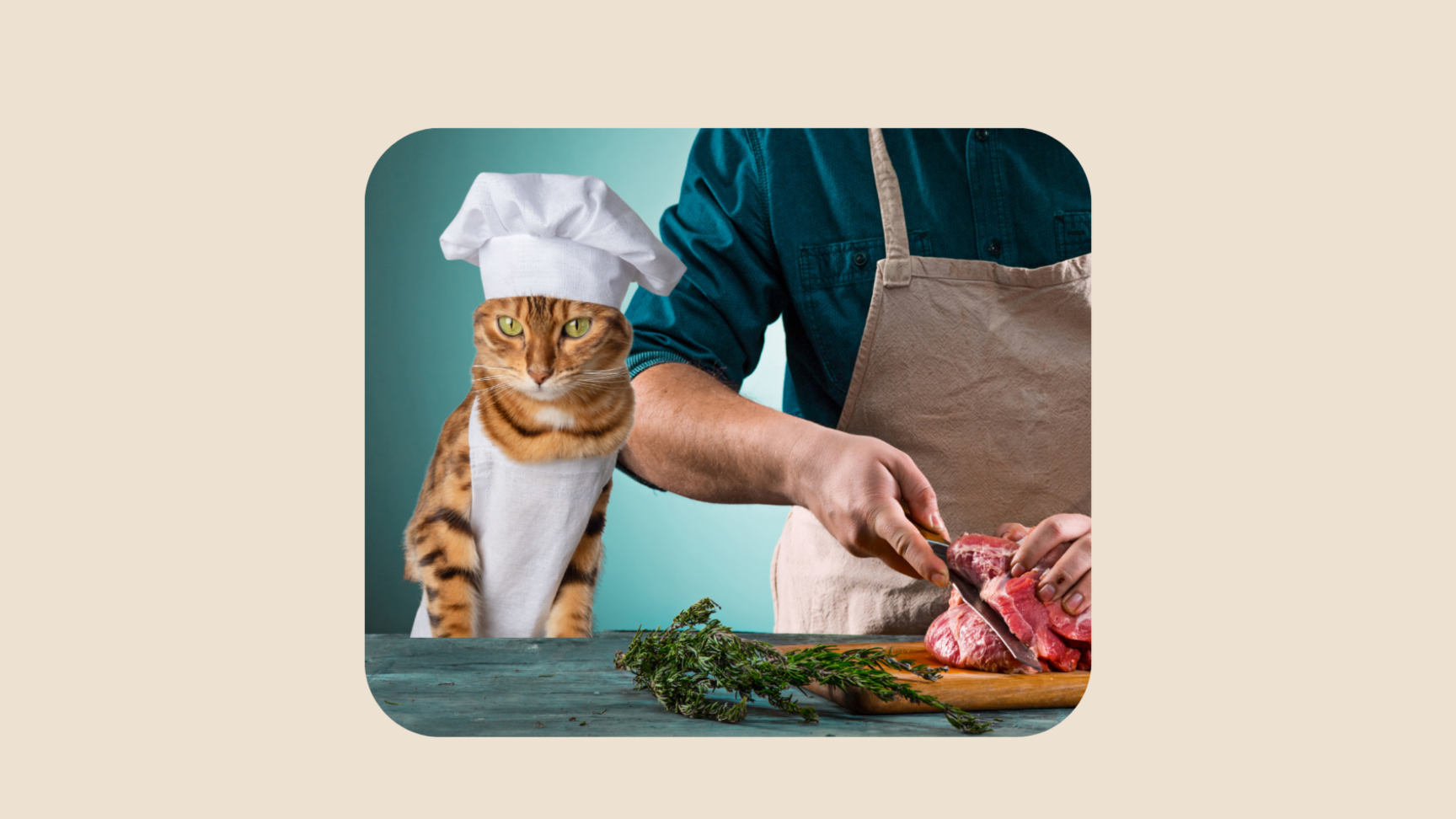 nutrition coach preparing healthy organic meals for cats
